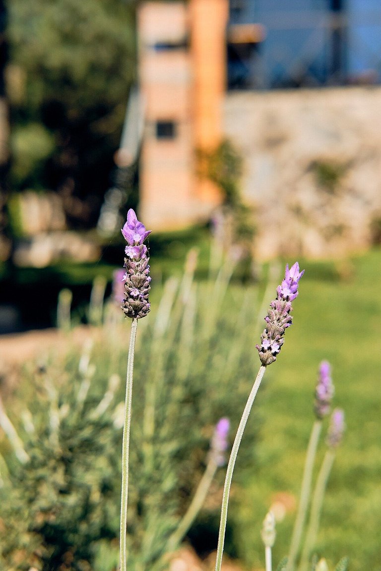 Cabaña Lavanda, Tapalpa